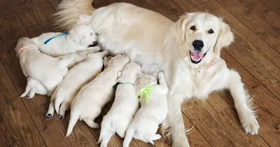 Беременность и роды (собаки)