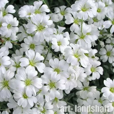 Ясколка войлочная (Cerastium tomentosum) - Питомник и Садовый центр Русские  Деревья