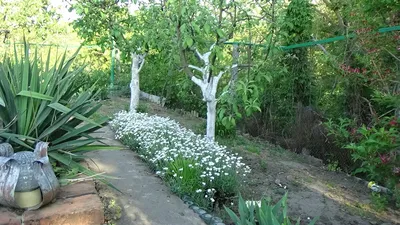 Cerastium tomentosum 'Silberteppich', Ясколка войлочная  'Зильбертеппих'|landshaft.info