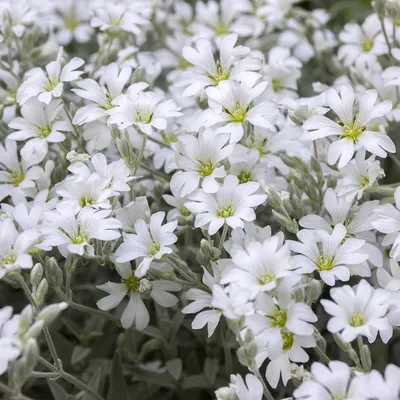 Ясколка войлочная (Cerastium tomentosum)