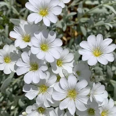 Ясколка войлочная Cerastium tomentosum - купить многолетники с доставкой по  Украине в магазине Добродар