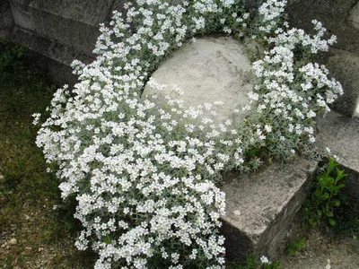 Купить Ясколка войлочная Cerastium tomentosum columnae - в питомнике Флорини