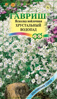 Ясколка войлочная (Cerastium tomentosum) купить с доставкой по Беларуси  \"BuonRoza \"