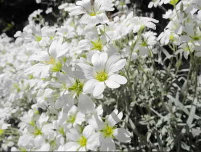 Ясколка войлочная (Cerastium tomentosum) - PictureThis