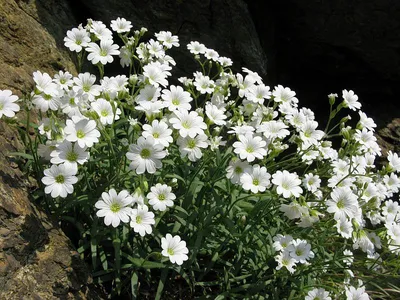 Ясколка войлочная Cerastium tomentosum - купить многолетники с доставкой по  Украине в магазине Добродар