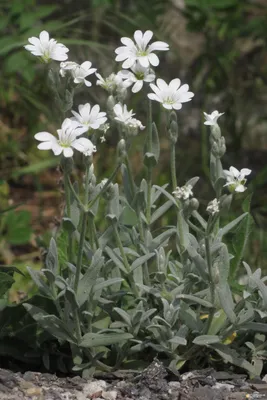 Ясколка войлочная (Cerastium tomentosum) - Питомник и Садовый центр Русские  Деревья