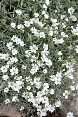 Ясколка войлочная (Cerastium tomentosum)