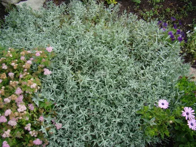 Ясколка войлочная Silver White - Ясколка - GardenPlants