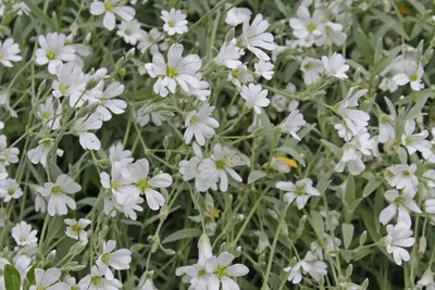 Ясколка войлочная (Cerastium tomentosum) и герань гибридная (Geranium x  cantabrigiense 'B… | Засухоустойчивые растения, Солнцелюбивые растения,  Многолетние растения