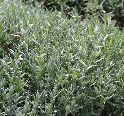 Ясколка войлочная (Cerastium tomentosum) купить с доставкой по Беларуси  \"BuonRoza \"