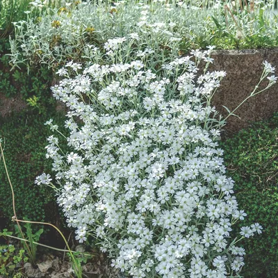 Ясколка войлочная (около 300 семян).