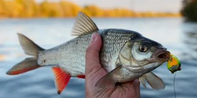 Язь — «золотая голова» - Fishmarket - Пресноводные рыбы