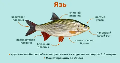 Даурский заповедник - Рыба в Тореях