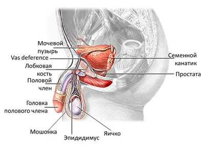 Воспаление головки полового члена (баланит): причины