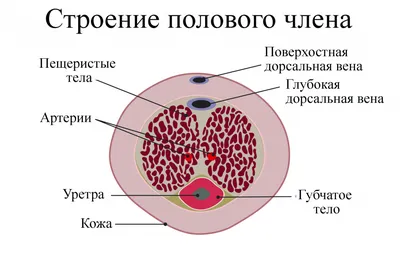 Arpimed