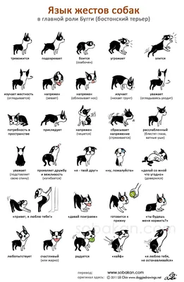 Умная собака. Язык жестов собак | Dog language, Dog body language, I love  dogs