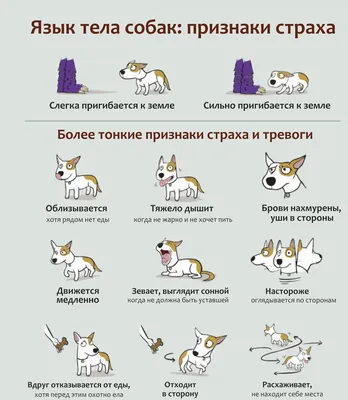 Язык собаки стоковое фото. изображение насчитывающей влюбленность - 72959576