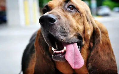 Нос и язык собаки» — создано в Шедевруме