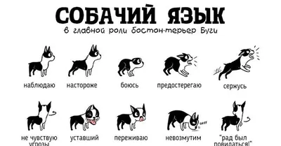 Здоровые собачьи челюсть и язык собаки Стоковое Фото - изображение  насчитывающей здоровье, камеди: 30978740