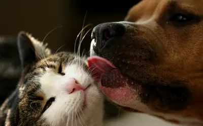 Почему собака часто дышит с открытым ртом высунув язык
