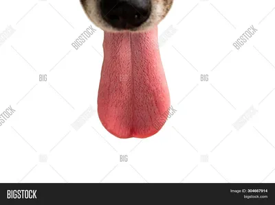 Портрет собаки золотистый ретривер высунул язык мягкий зеленый фон  золотистый ретривер собака | Премиум Фото