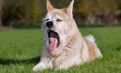 Язык мимики и жестов у собак: как понимать собачий язык