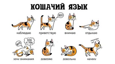 Языка кошки