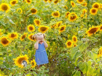 подсолнухи вокруг дома, летняя традиция, веселые подсолнухи, Hd фотография  фото фон картинки и Фото для бесплатной загрузки