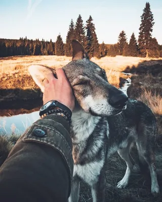 5 идей для занятий с энергичной собакой в помещении | Dog Breeds | Дзен