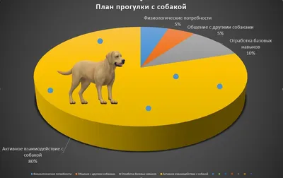 Фотографии мира «глазами собаки» потрясли ученых. Рассказываем почему -  KP.RU