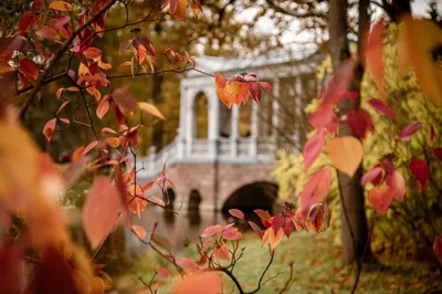 Экспресс фотосессии Краснодар on Instagram: \"Осенняя фотосессия в парке! ⠀  🍂 Осень прекрасное время для фотосессии всей семьей! Октябрь и первая  половина ноября лучшее время. Если у вас есть домашние животные обязательно