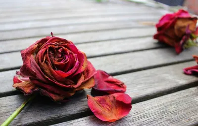 Фото с лепестками роз дома (69 фото) » НА ДАЧЕ ФОТО
