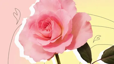 Как высушить лепестки роз за 2 минуты, сохранив их форму и цвет —  BurdaStyle.ru