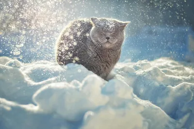 Идет снег: прекрасные изображения для вашего фона
