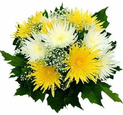 Хризантема игольчатая белая | купить недорого | доставка по Москве и области