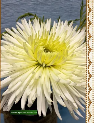 Хризантема Кэрол Chrysanthemum Carole - купить саженцы хризантемы с  доставкой по Украине в магазине Добродар