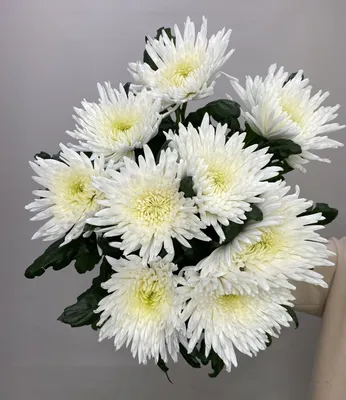 Игольчатые белые хризантемы шикарный …» — создано в Шедевруме