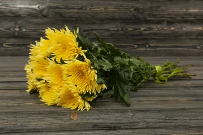 Купить Хризантема одноголовая желтая в Орехово-Зуево за 170 руб. | Быстрая  доставка цветов