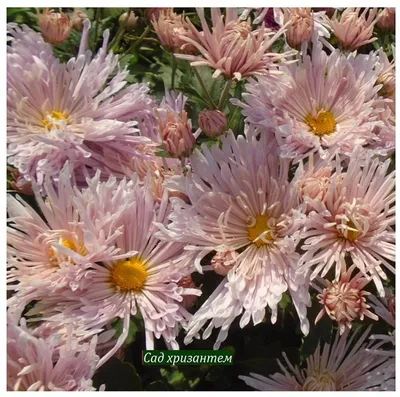 Хризантема игольчатая - Интернет-магазин цветов “Flowers happy”
