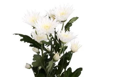 Купить саженец хризантемы мультифлора Киржач белая в Киржаче по цене 400 ₽  по акции