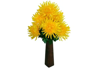 Хризантема Кэрол Еллоу Chrysanthemum Carole Yellow - купить саженцы  хризантемы с доставкой по Украине в магазине Добродар