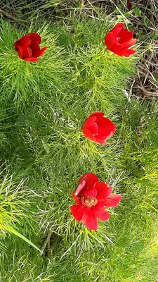 Пион узколистный, или тонколистный (Paeonia tenuifolia L.)