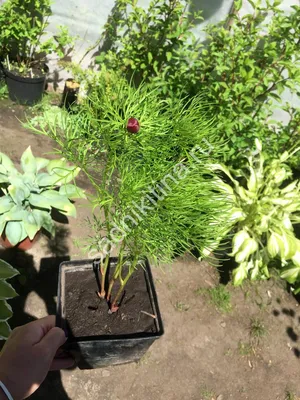 Пион тонколистный махровый (Paeonia tenuifolia L.)
