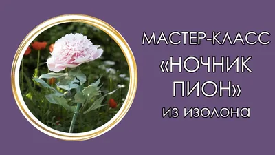 Цветы похожие на пионы: фото и названия