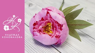 ᐅ Пион лекарственный \"Рубра Плена\" (Paeonia officinalis \"Rubra Plena\")  купить по цене производителя ✓доставкой почтой в магазине ❀Пролисок❀  Украина - Интернет-магазин «Пролисок» - садовые растения почтой