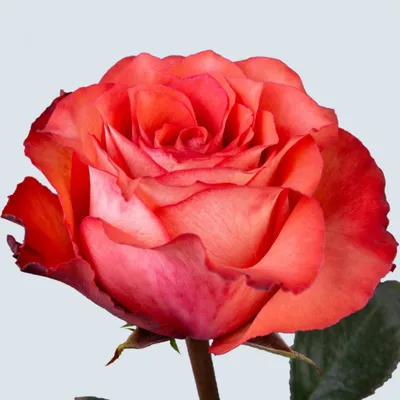 Купить эквадорские розы Игуана в СПб ✿ Оптовая цветочная компания СПУТНИК