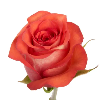 Роза Эквадор Iguana (Игуана) | Купить эквадорскую розу оптом и в розницу
