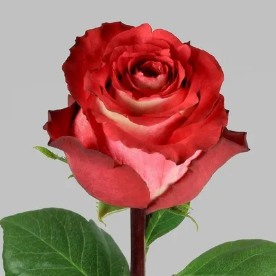 51 красно-белая роза Игуана (Эквадор) купить с доставкой в Москве |  Заказать букет цветов недорого