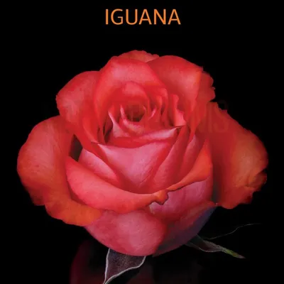 Роза \"Iguana\" (Эквадор) - купить недорого с доставкой в Москве