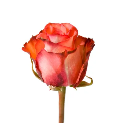 Iguana Roses | Wholesale Ecuadorian Roses | Native Blooms